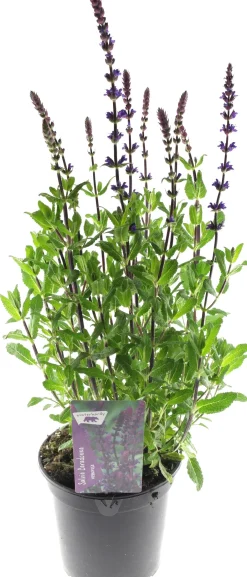 Intratuin Steppen-Salbei (Salvia nemorosa 'Caradonna') D 17 H 50 cm| Blühende Pflanzen|Mehrjährige Pflanzen