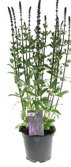 Intratuin Steppen-Salbei (Salvia nemorosa 'Caradonna') D 17 H 50 cm| Mehrjährige Pflanzen|Salbei