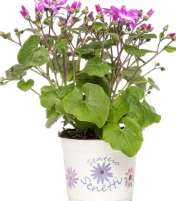 Intratuin Sternblume (Senecio 'Senetti Magenta Bicolor') D 15 H 38 cm| Blühende Pflanzen|Einjährige Pflanzen