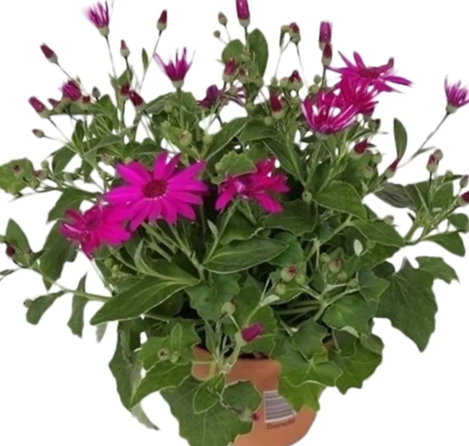 Intratuin Sternblume (Senecio 'Senetti Magenta') D 15 H 38 cm| Blühende Pflanzen|Einjährige Pflanzen