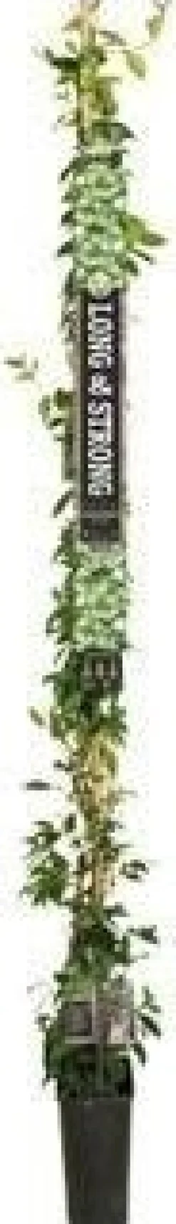 Intratuin Sternjasmin (Trachelospermum jasminoides) D 19 H 150 cm| Blühende Pflanzen|Kletterpflanzen