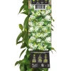 Intratuin Sternjasmin (Trachelospermum jasminoides) D 23 H 210 cm| Kletterpflanzen|Jasmin