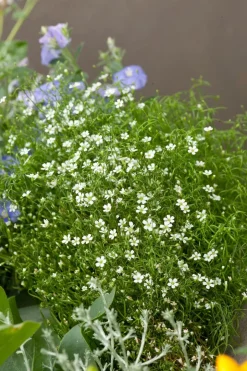 Intratuin Sternmoos (Sagina subulata)| Immergrüne Pflanzen|Bodendecker