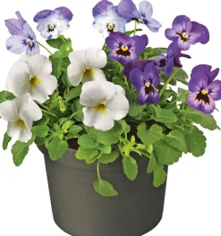 Intratuin Stiefmütterchen dreifarbig (Viola) D 12 cm| Blühende Pflanzen|Winterharte Pflanzen