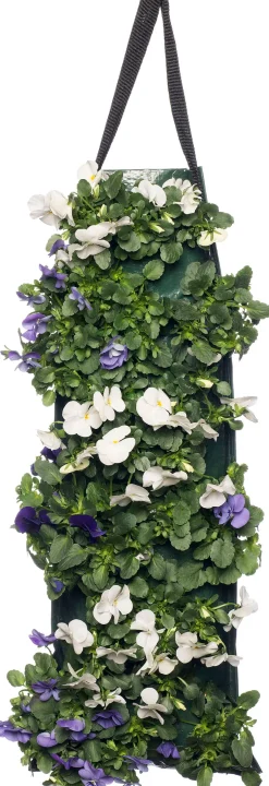 Intratuin Stiefmütterchen Wandhänger (Viola) D 20 H cm| Einjährige Pflanzen|Stiefmütterchen & Hornveilchen