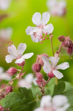 Intratuin Storchschnabel (Geranium macrorrhizum 'Spessart') D 11 cm| Immergrüne Pflanzen|Mehrjährige Pflanzen