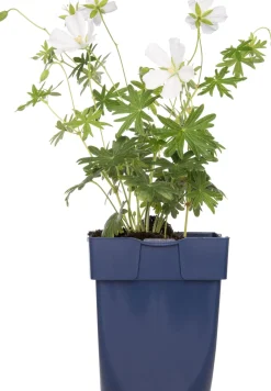 Intratuin Storchschnabel (Geranium sanguineum 'Album') D 11 H 10 cm| Winterharte Pflanzen|Mehrjährige Pflanzen