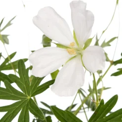 Intratuin Storchschnabel (Geranium sanguineum 'Album') D 11 H 10 cm| Winterharte Pflanzen|Mehrjährige Pflanzen