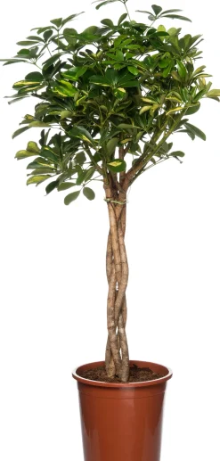 Intratuin Strahlenaralie (Schefflera arboricola 'Compacta') D 27 H 120 cm| Grünpflanzen|Große Pflanzen