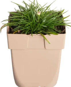 Intratuin Strand-Grasnelke (Armeria 'Maritima') D 11 H 10 cm| Blühende Pflanzen|Winterharte Pflanzen