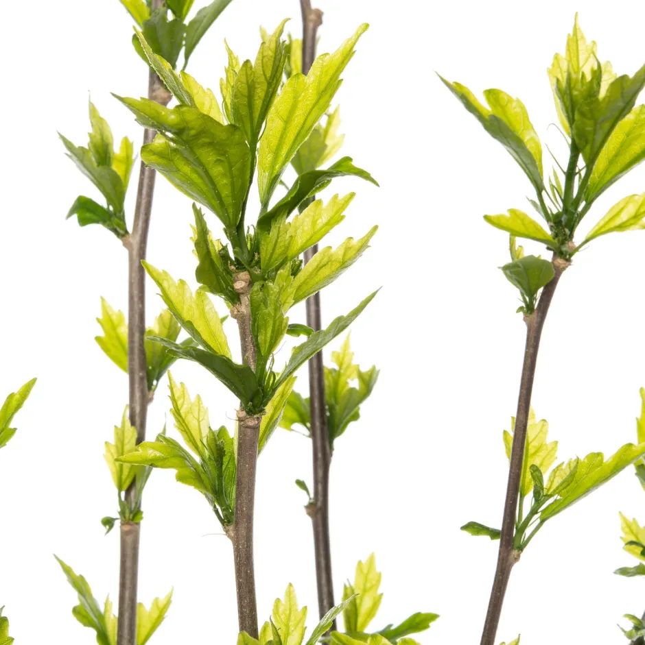 Intratuin Straucheibisch (Hibiscus syriacus 'Speciosus') D 23 H 50 cm| Blühende Pflanzen|Hibiskus