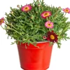 Intratuin Strauchmargerite (Argyranthemum frutescens) rot D 14 H 25 cm| Blühende Pflanzen|Einjährige Pflanzen