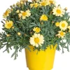 Intratuin Strauchmargerite (Argyranthemum frutescens) gelb D 14 H 25 cm| Blühende Pflanzen|Einjährige Pflanzen
