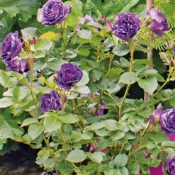 Intratuin Strauchrose (Rosa minerva) D 23 H 35 cm| Rosen