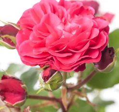 Intratuin Strauchrose (Rosa 'Red Meilove')| Rosen