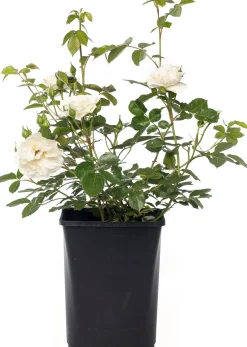 Intratuin Strauchrose (Rosa 'White Meilove')| Rosen