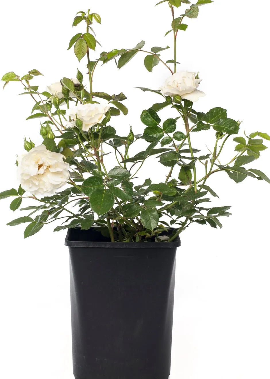 Intratuin Strauchrose (Rosa 'White Meilove')| Rosen