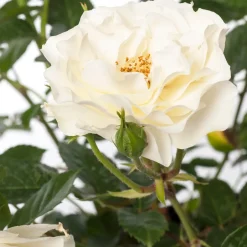 Intratuin Strauchrose (Rosa 'White Meilove')| Rosen