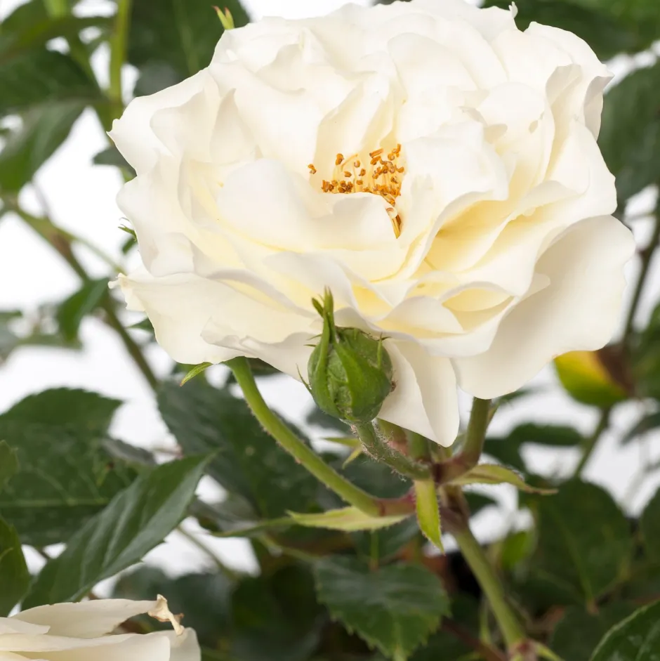 Intratuin Strauchrose (Rosa 'White Meilove')| Rosen