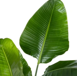 Intratuin Strelitzie (Strelitzia nicolai) D 27 H 150 cm| Große Pflanzen|Blühende Zimmerpflanzen