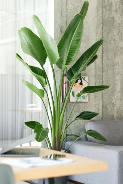 Intratuin Strelitzie (Strelitzia nicolai) D 27 H 150 cm| Große Pflanzen|Blühende Zimmerpflanzen