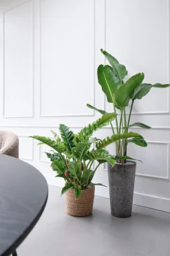 Intratuin Strelitzie (Strelitzia nicolai) D 27 H 150 cm| Große Pflanzen|Blühende Zimmerpflanzen