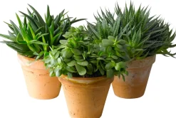 Intratuin Sukkulenten im Topf D 13 cm H 40 cm| Pflanzenarrangements