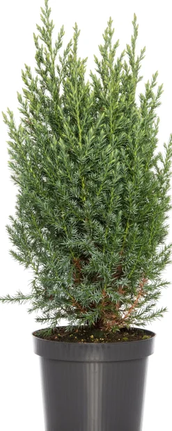Intratuin Säulenwacholder (Juniperus chinensis 'Stricta')| Immergrüne Pflanzen|Wacholder