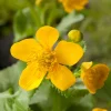 Intratuin Sumpfdotterblume (Caltha Palustris) D 18 cm| Teichpflanzen|Mehrjährige Pflanzen