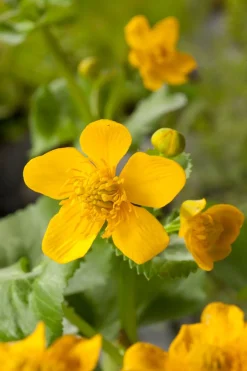 Intratuin Sumpfdotterblume (Caltha Palustris) D 18 cm| Teichpflanzen|Mehrjährige Pflanzen
