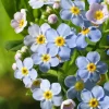 Intratuin Sumpf-Vergissmeinnicht (Myosotis palustris) D 9 H 20 cm| Blühende Pflanzen|Teichpflanzen