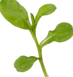 Intratuin Sumpf-Vergissmeinnicht (Myosotis palustris) D 9 H 20 cm| Blühende Pflanzen|Teichpflanzen