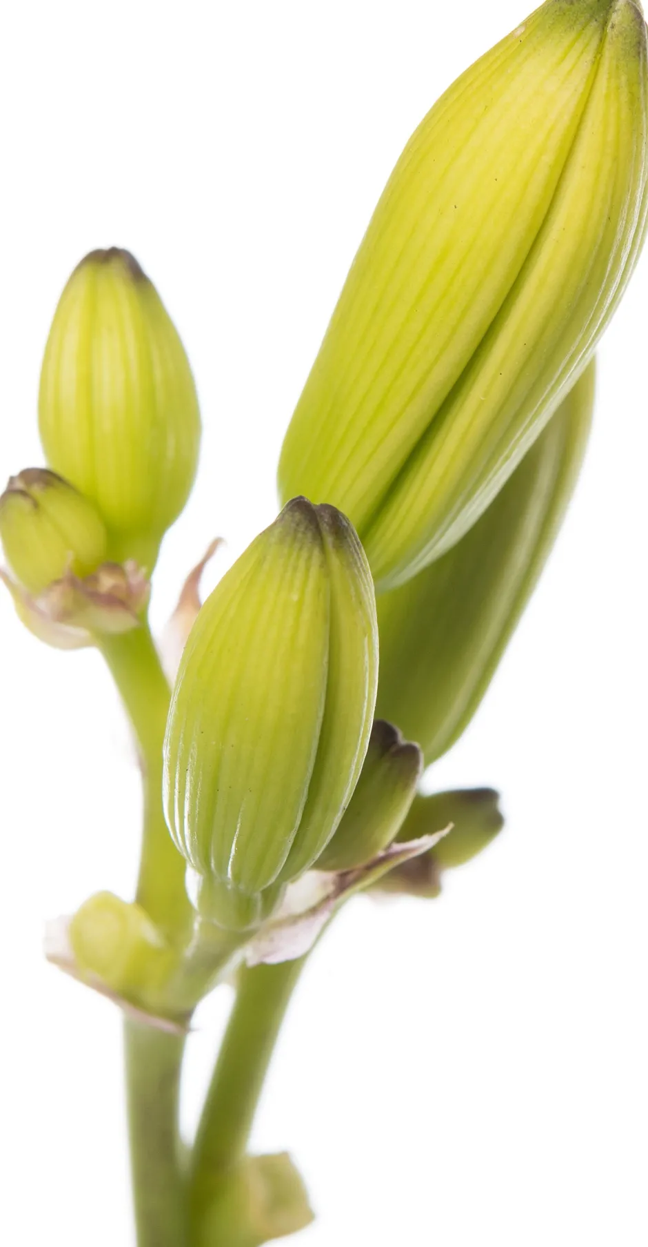 Intratuin Taglilie (Hemerocallis 'Joan Senior') D 11 H 10 cm| Winterharte Pflanzen|Mehrjährige Pflanzen