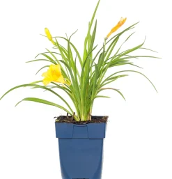 Intratuin Taglilie (Hemerocallis 'Stella De Oro')| Blühende Pflanzen|Winterharte Pflanzen