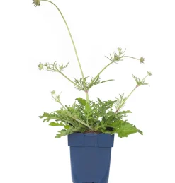 Intratuin Tauben-Skabiose (Scabiosa Columbaria 'Butterfly Blue') D 11 cm| Mehrjährige Pflanzen|Skabiose