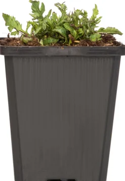 Intratuin Tauben-Skabiose (Scabiosa columumbaria 'Butterfly Blue') D 9 H 5 cm| Mehrjährige Pflanzen|Skabiose