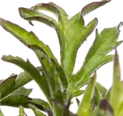 Intratuin Tauben-Skabiose (Scabiosa columumbaria 'Butterfly Blue') D 9 H 5 cm| Mehrjährige Pflanzen|Skabiose