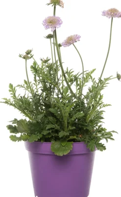 Intratuin Tauben-Skabiose (Scabiosa columbaria) D 15 H 15 cm| Blühende Pflanzen|Immergrüne Pflanzen