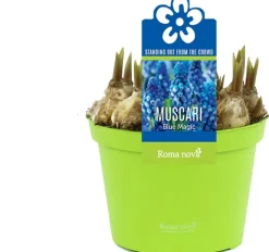 Intratuin Traubenhyazinthe (Muscari 'Blue Magic') D 12 H 12 cm| Kleine Zimmerpflanzen|Blühende Zimmerpflanzen