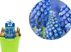 Intratuin Traubenhyazinthe (Muscari 'Blue Magic') D 12 H 12 cm| Kleine Zimmerpflanzen|Blühende Zimmerpflanzen