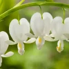 Intratuin Tränendes Herz (Dicentra spectabilis 'Alba')| Blühende Pflanzen|Mehrjährige Pflanzen