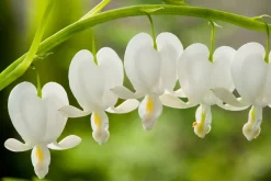 Intratuin Tränendes Herz (Dicentra spectabilis 'Alba')| Blühende Pflanzen|Mehrjährige Pflanzen