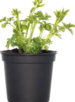 Intratuin Tränendes Herz (Dicentra spectabile 'Pink') D 17 H 40 cm| Winterharte Pflanzen|Mehrjährige Pflanzen