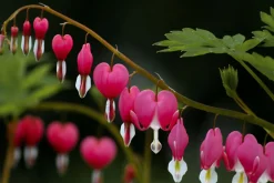 Intratuin Tränendes Herz (Dicentra spectabile 'Pink') D 17 H 40 cm| Winterharte Pflanzen|Mehrjährige Pflanzen
