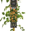Intratuin Trompetenblume (Campsis tagliabuana 'Madame Galen') D 23 H 210 cm| Blühende Pflanzen|Kletterpflanzen