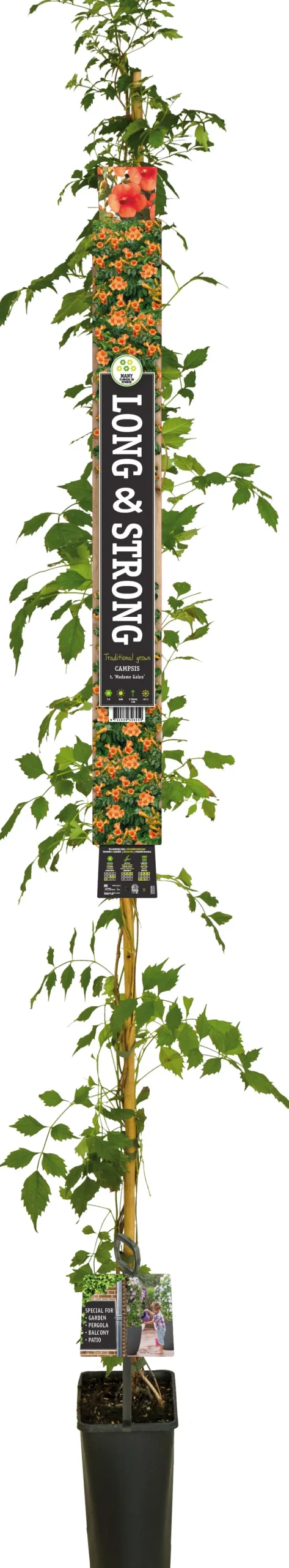 Intratuin Trompetenblume (Campsis tagliabuana 'Madame Galen') D 23 H 210 cm| Blühende Pflanzen|Kletterpflanzen