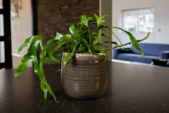 Intratuin TS Blumentopf Iris grün D 18 H 15 cm| Blumentöpfe|Blumentöpfe & Pflanzgefäße