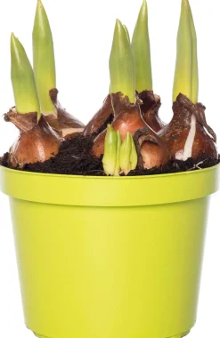 Intratuin Tulpen (Tulipa 'Calgary') D 12 H 8 cm| Kleine Zimmerpflanzen|Für Sonne