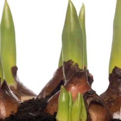 Intratuin Tulpen (Tulipa 'Calgary') D 12 H 8 cm| Kleine Zimmerpflanzen|Für Sonne