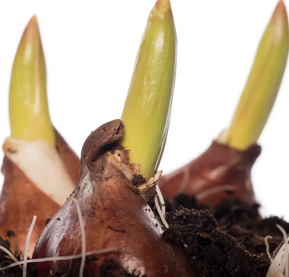 Intratuin Tulpen (Tulipa 'Red Flair') D 12 H 8 cm| Kleine Zimmerpflanzen|Für Sonne